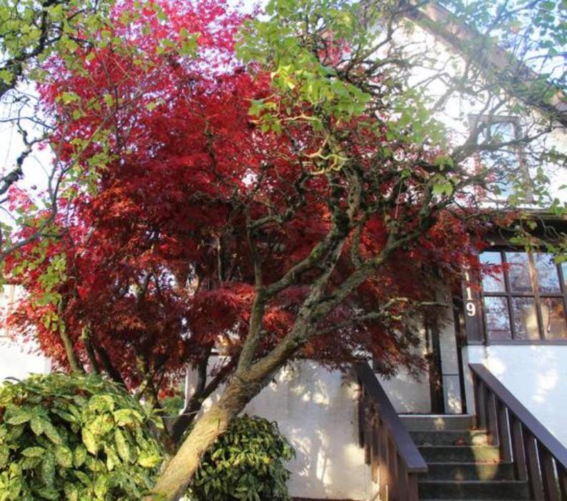John'S House In Vancouver West Exteriér fotografie